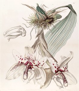 Stanhopea martiana by Miss Drake